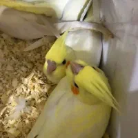 جفت عروس هلندی مولد