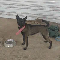 مالینویز بلک