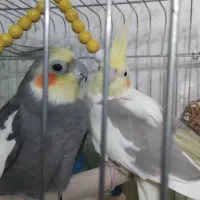 عروس هلندی نرسینامون ماده لوتینودوکت یک جفت