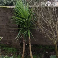 یوکا تنه دار