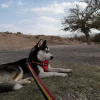 سگ هاسکی اصیل