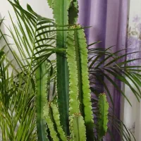 گیاه آپارتمانی افوربیا