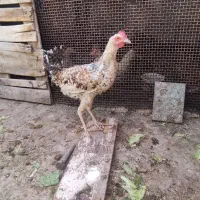 جوجه مرغ|پرنده|اصفهان, شیخ طوسی|دیوار