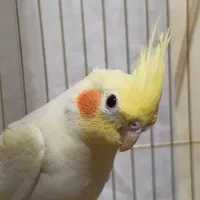 عروس هلندی(ایتیب)