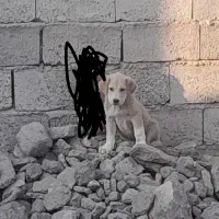 سگ عراقی واگذاری|سگ|مشگین شهر, |دیوار