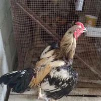 مرغ تخم گذار و خروس لاری و جوجه
