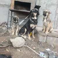 توله پژدر نروماده ۴ماهه