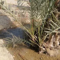 فروش 60نفر(عدد) فسیل(پاجوش) نخل کلوته