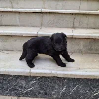 ژرمن بلک مو بلند