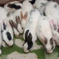 خرگوش خانگی