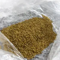 انواع بذر یونجه پایه بلند باضمانت|خدمات باغبانی و درختکاری|شوشتر, |دیوار