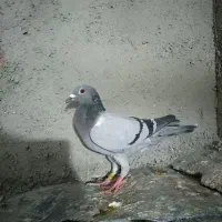 سبز مسافتی|پرنده|شیروان (خراسان), |دیوار