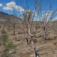 باغ میوه زواریان