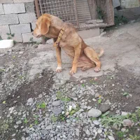 واگذاری سگ شکاری