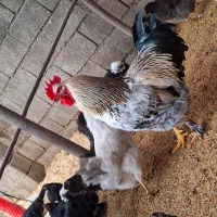 فروش مرغ و خروس های گوشتی و زینتی