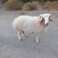 بره نر محلی