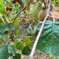 فروش زمین مثمر