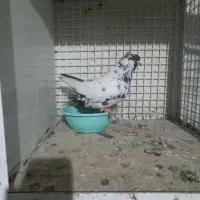 بعلت نداشتن جا