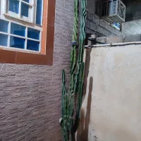 فروش کاکتوس خورموج