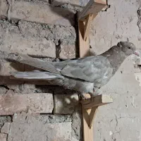 کفتر جوجه سار سرور طوق زرد پرشی سینه کاکلی‌ صید|پرنده|مشهد, شفا|دیوار