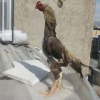 خروس لاری اوشامو