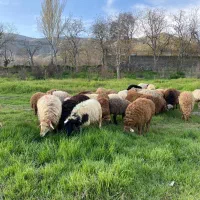 عرض دام زنده ارگانیک