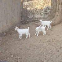 بزغاله سانن