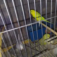 شاه طوطی .عروس .مرغ عشق .فنچ.سیمرغ|پرنده|ساوه, |دیوار