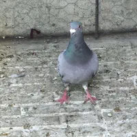 یک عدد کبوترپلاکی نر زور دار معاوضه با ماده پلاکی|پرنده|کرمانشاه, |دیوار