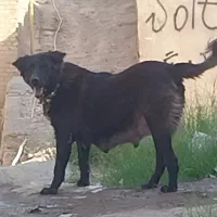 ماده قدرجونی