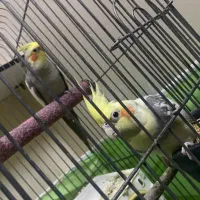 عروس هلندی نر|پرنده|ساوه, |دیوار
