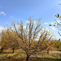 هرس کاری|خدمات باغبانی و درختکاری|ارومیه, |دیوار