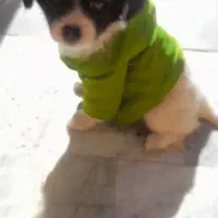 فروش توله سگ شیتزو