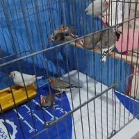 فنچ|پرنده|کرمان, |دیوار