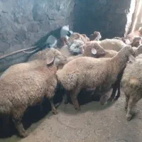 تعداد ۱۲ عدد بره نر برای نگهداری خیلی خوب هستن