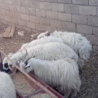 ۲بزغاله نر چاق|حیوانات مزرعه|قائن, |دیوار