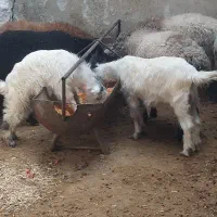 گوسفند زنده|حیوانات مزرعه|ری, شهرری|دیوار