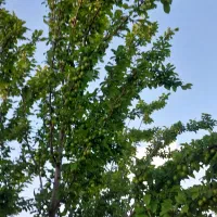 زمین مناسب گلخانه