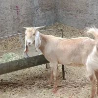 یک راس گیسه نزاییده