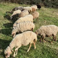 بز و گوسفند و میش|حیوانات مزرعه|کیاشهر, |دیوار