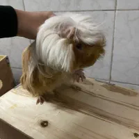 خوکچه‌هندی‌مو‌بلند|موش و خرگوش|آفتاب, |دیوار