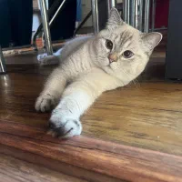 بریتیش نر یکساله