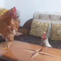 ۳عدد خروس پاپری|حیوانات مزرعه|تهران, علم و صنعت|دیوار