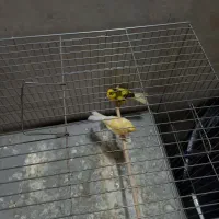 ۲جفت قناری و فنچ بنگالی|پرنده|خمینی‌شهر, |دیوار