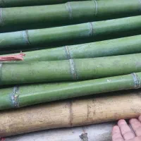 بامبو ( لوله یا نی خیزران )