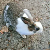 یک جفت خرگوش بازیگوش|موش و خرگوش|شوط, |دیوار