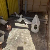 ۶ تا کبوتر پرشی خوب و سنگین