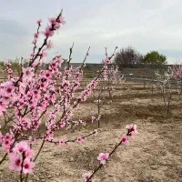 قطعات  200 متربه بالا شهر یارکد 319|فروش زمین و ملک کلنگی|شهریار, رنگرز|دیوار