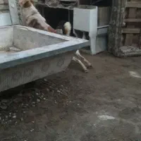 واگذاری سگ نگهبان