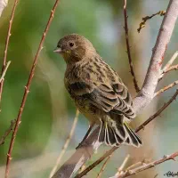 پرنده گلبسر سهره